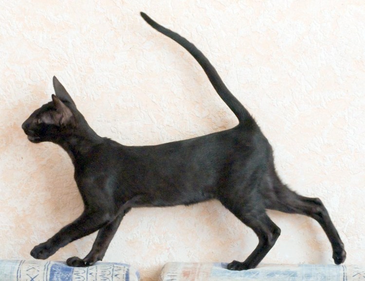 Ориентал 3 месяца котенок