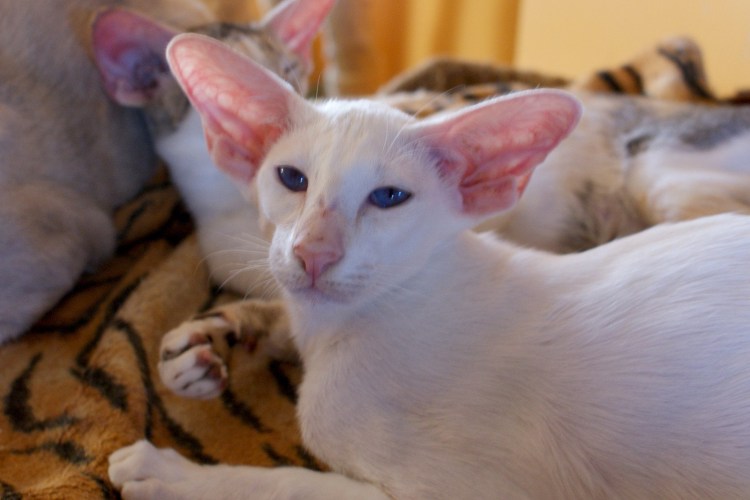 Ориентальная короткошерстная кошка