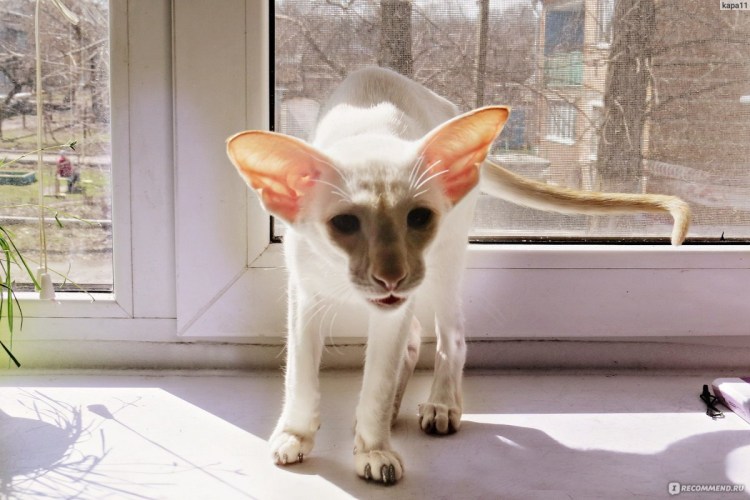 Ориентальная кошка (Ориентал)