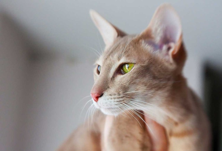 Кот грузин порода Ориентал