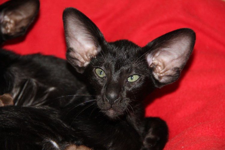 Ориентальная кошка