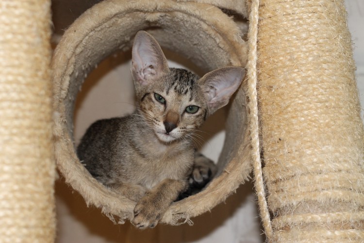 Длинношерстный ориентальный кот