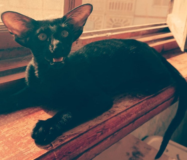 Ориентальная кошка Ницца