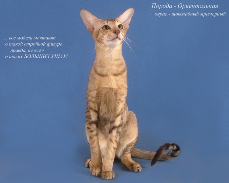 Вес ориентального кота