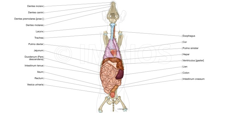 Причины заболеваний мочекаменной болезни у котов