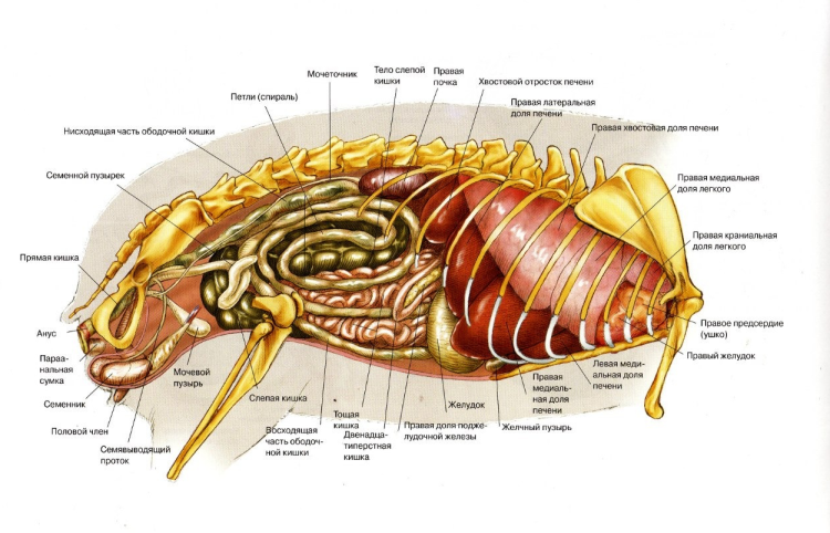 Инфекционный вирусный перитонит кошек