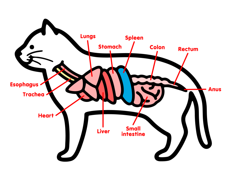 Строение кота толстый кишечник