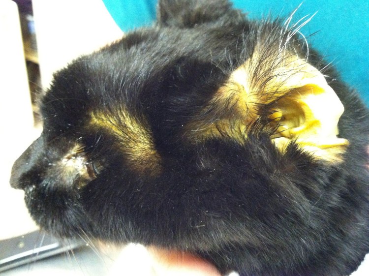 Желтушность слизистых оболочек у животных