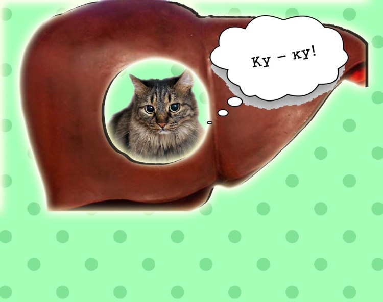 Пищеварительная система кошки анатомия