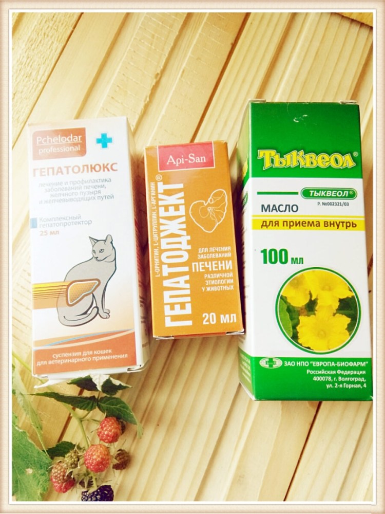 Строение органов кошки