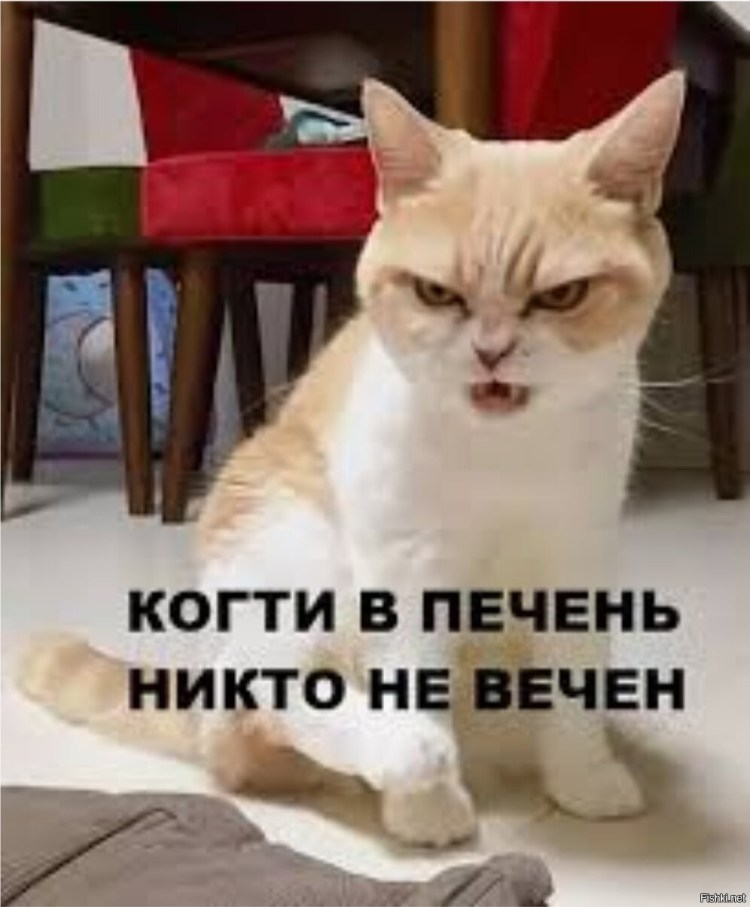 Лекарства от мкб у кошек