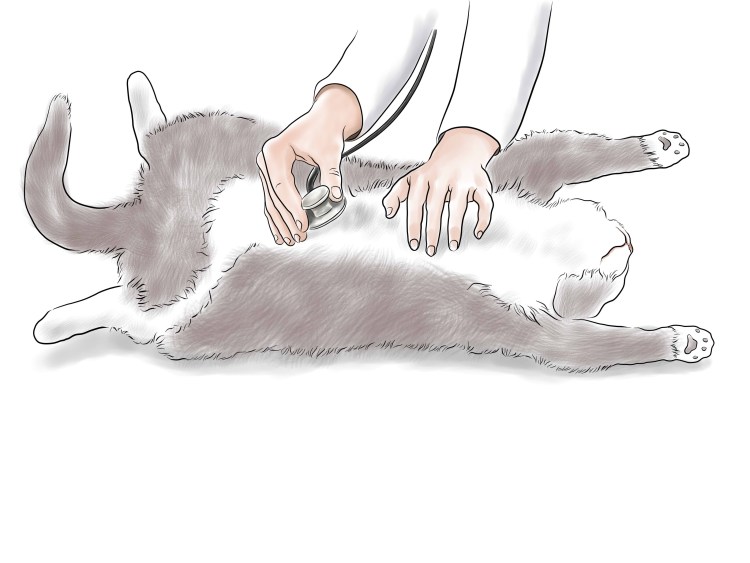 Снимок рентген печени у кошки