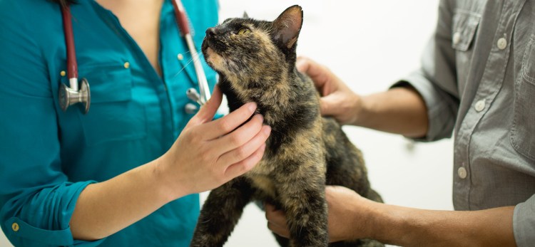 Пуля котик с печенкой и картошкой