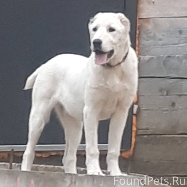 Среднеазиатская овчарка алабай 8 месяцев