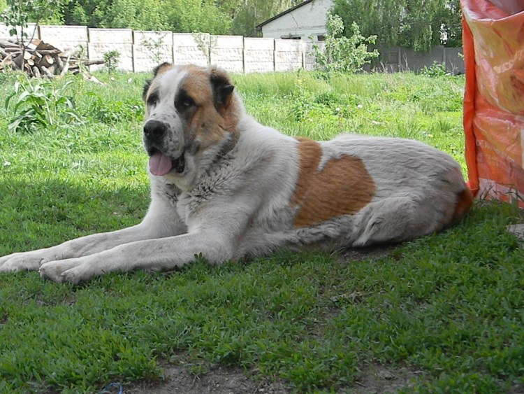 Белый алабай взрослый кобель