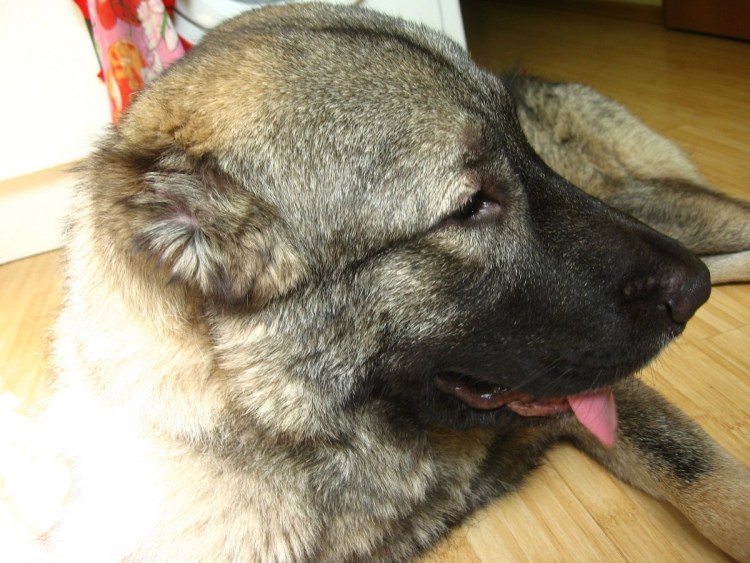 Амстафф и питбуль смесь черный