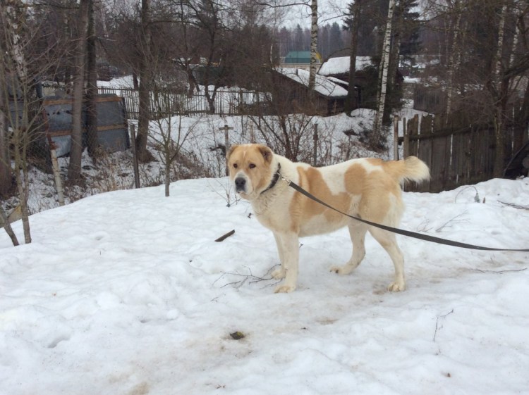Чистокровный алабай некупированный