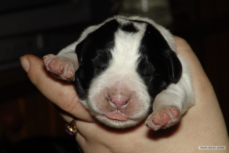 Алабай золотистый