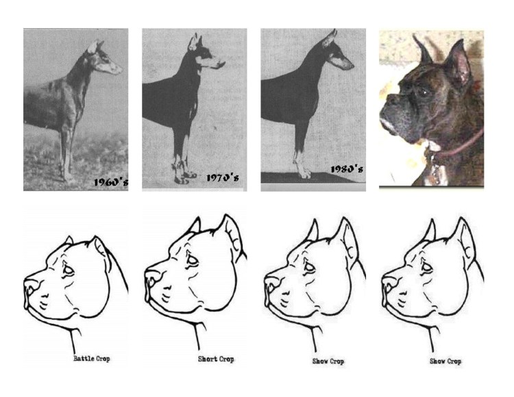 Алабай черно белый