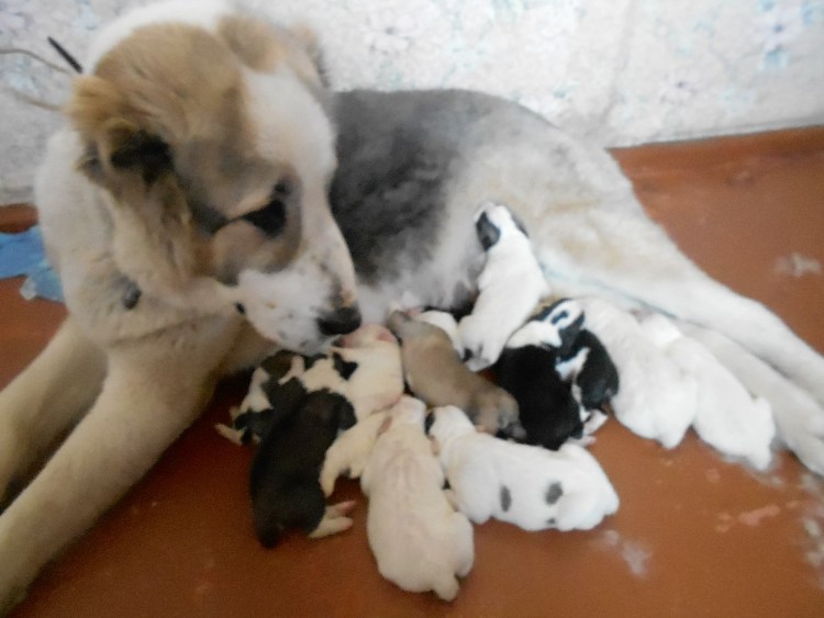 Большая собака без ушей и хвоста