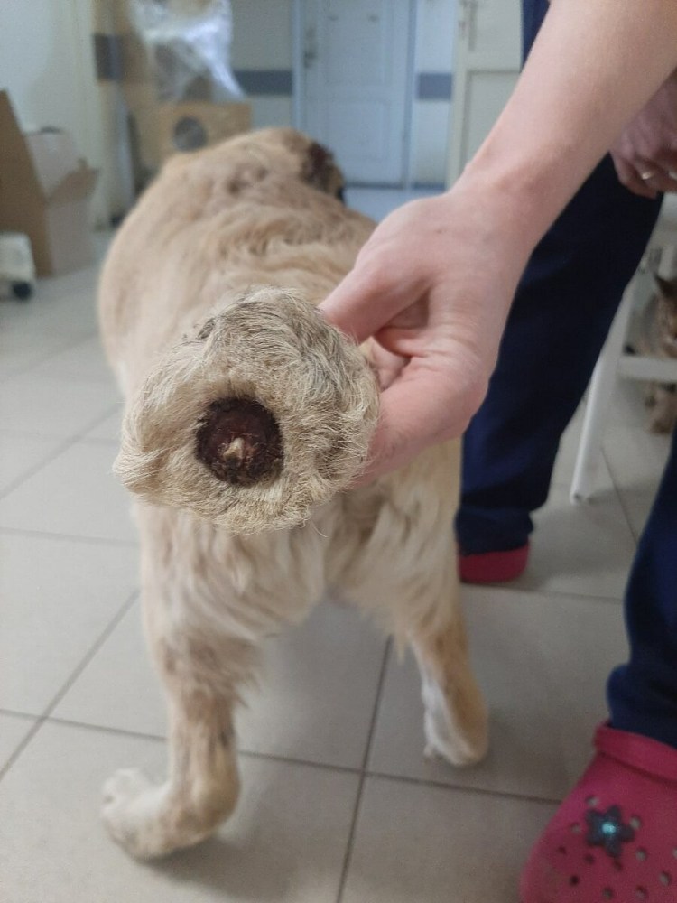 Купирование ушей у добермана