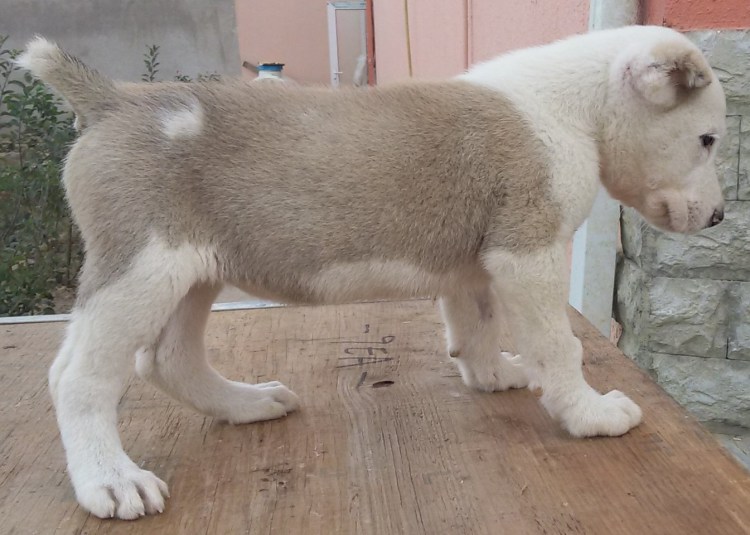 Схема купирования ушей Кане Корсо