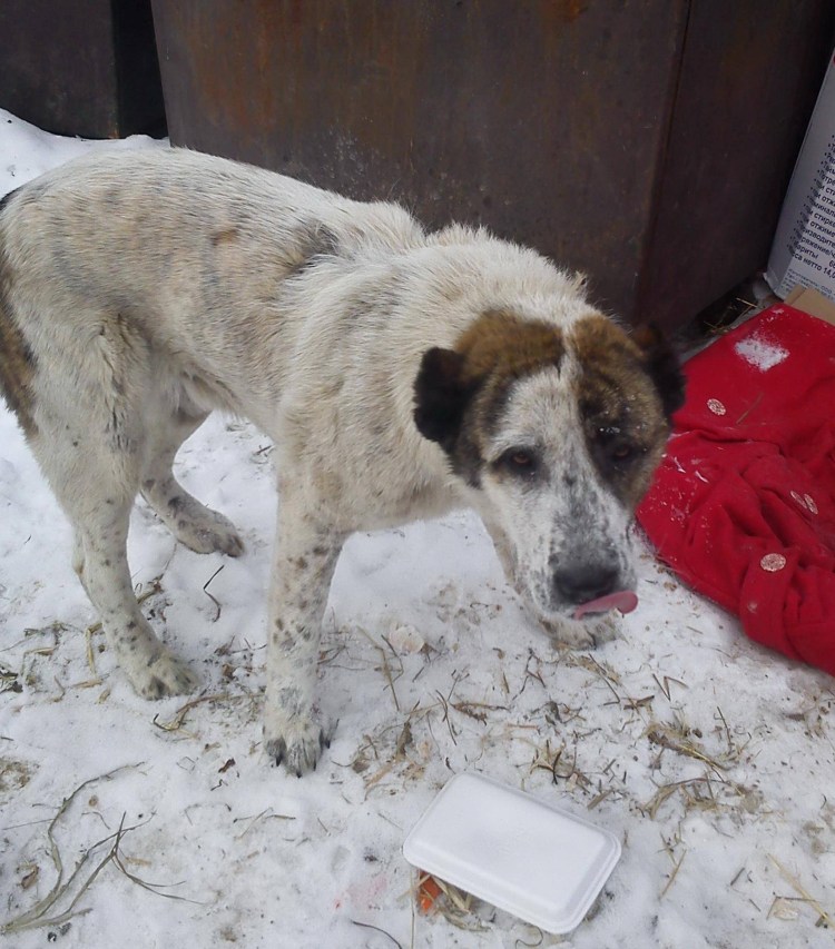 Алабай с некупированными ушами