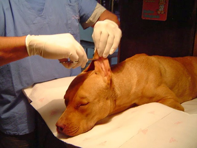 Бойцовские собаки бультерьер стаффордширский терьер