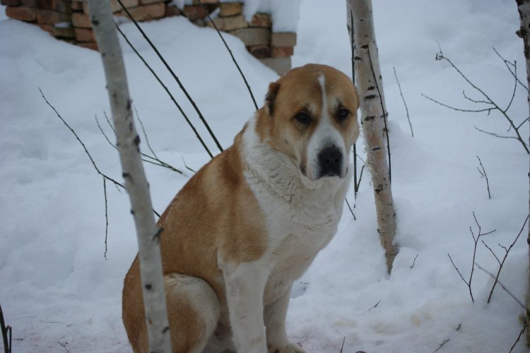 Некупированная Среднеазиатская овчарка