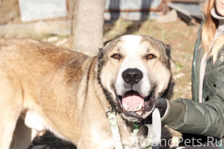 Алабай уши купируют