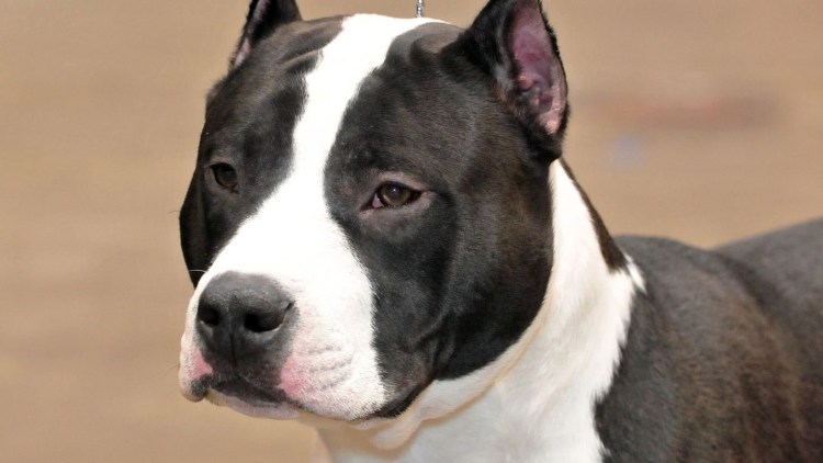 Американский булли покет рост