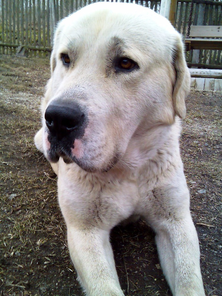 Метисы алабай собака