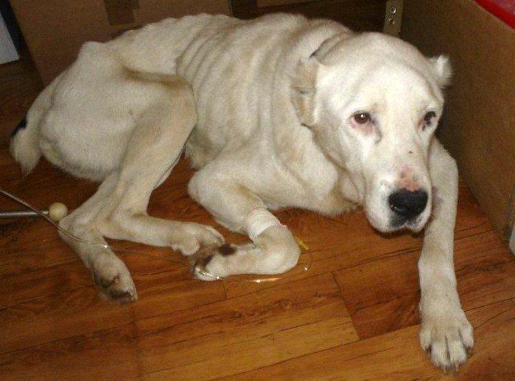 Среднеазиатская овчарка алабай белые