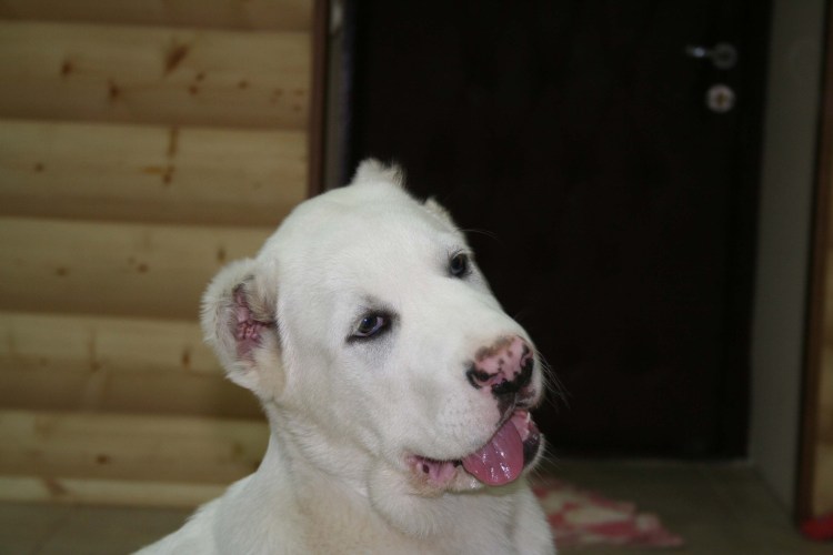 Стаффордширский терьер уши купированные