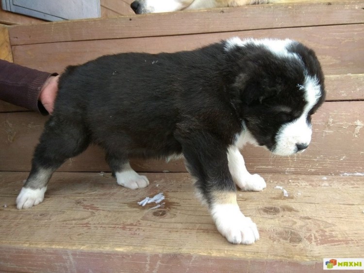 Коломенский алабай Арамир