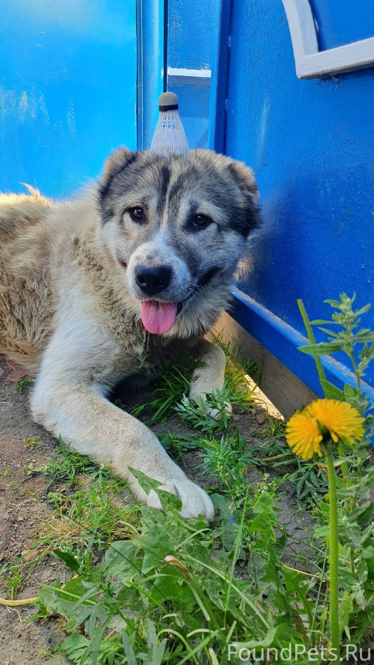 Среднеазиатская овчарка алабай злая