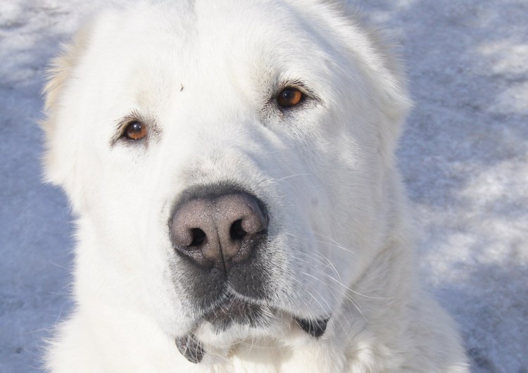 Собака которой отрезают хвост