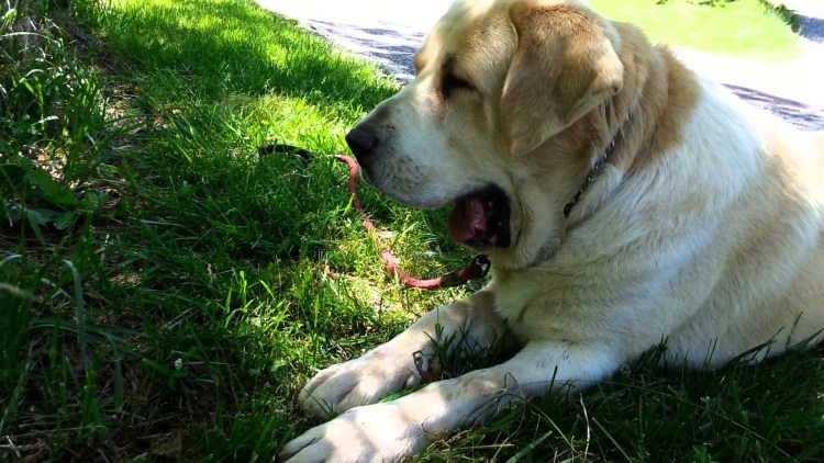 Не купированный Алобай