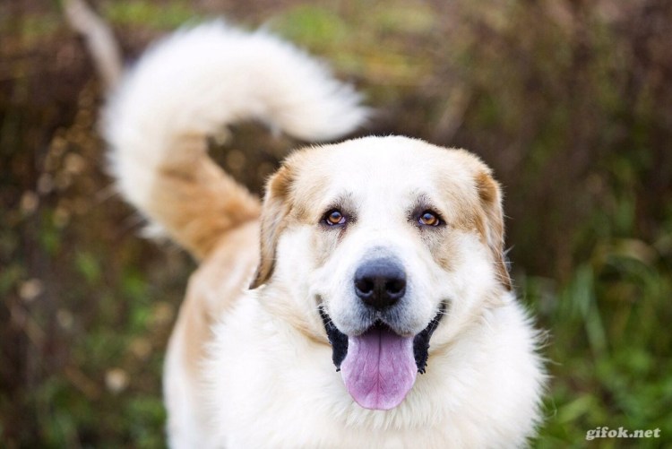 Некупированная Среднеазиатская овчарка