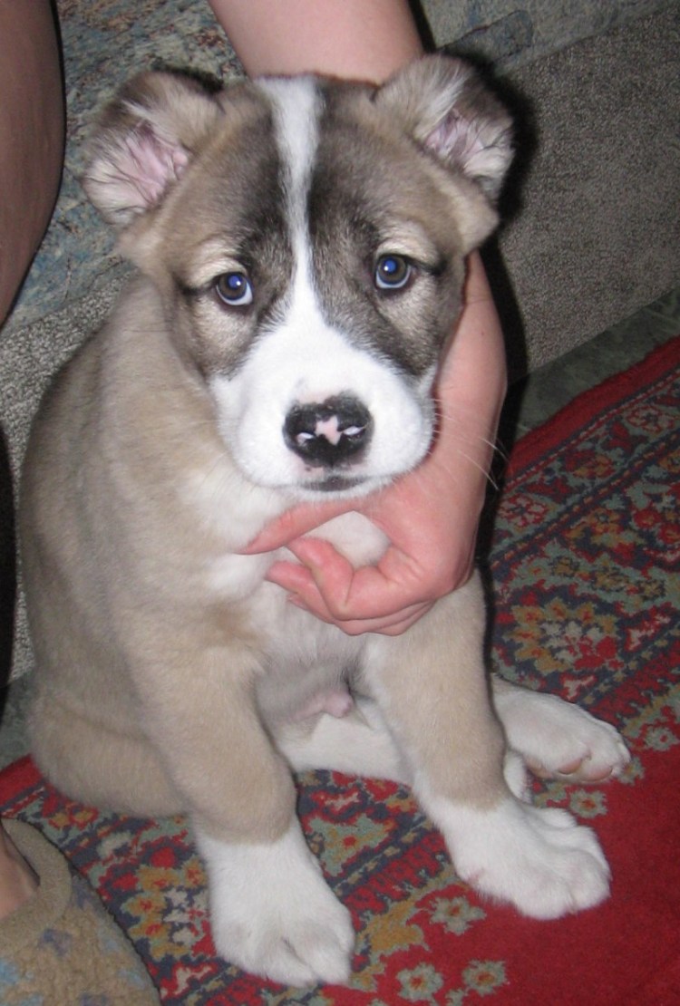 Купированные уши у алабая