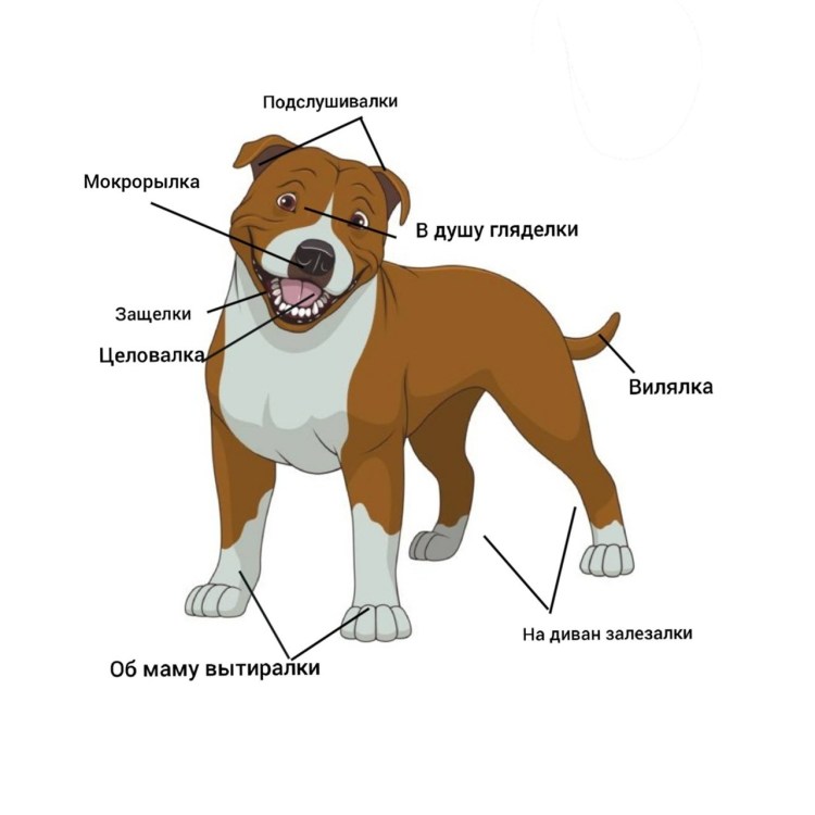 Купирование ушей операция