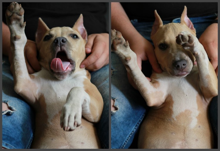 Купированный хвост у собаки