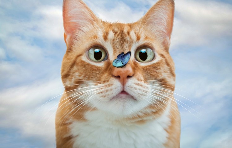 Рыжий котик