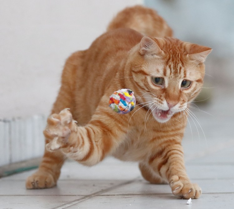 Рыжий Мартовский кот