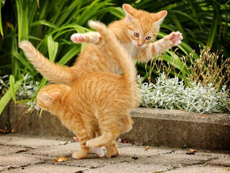 Наглый рыжий кот