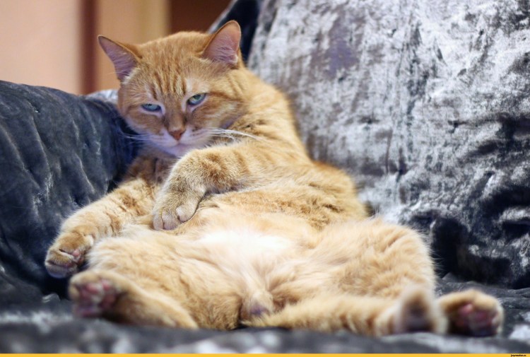 Рыжие коты прикольные