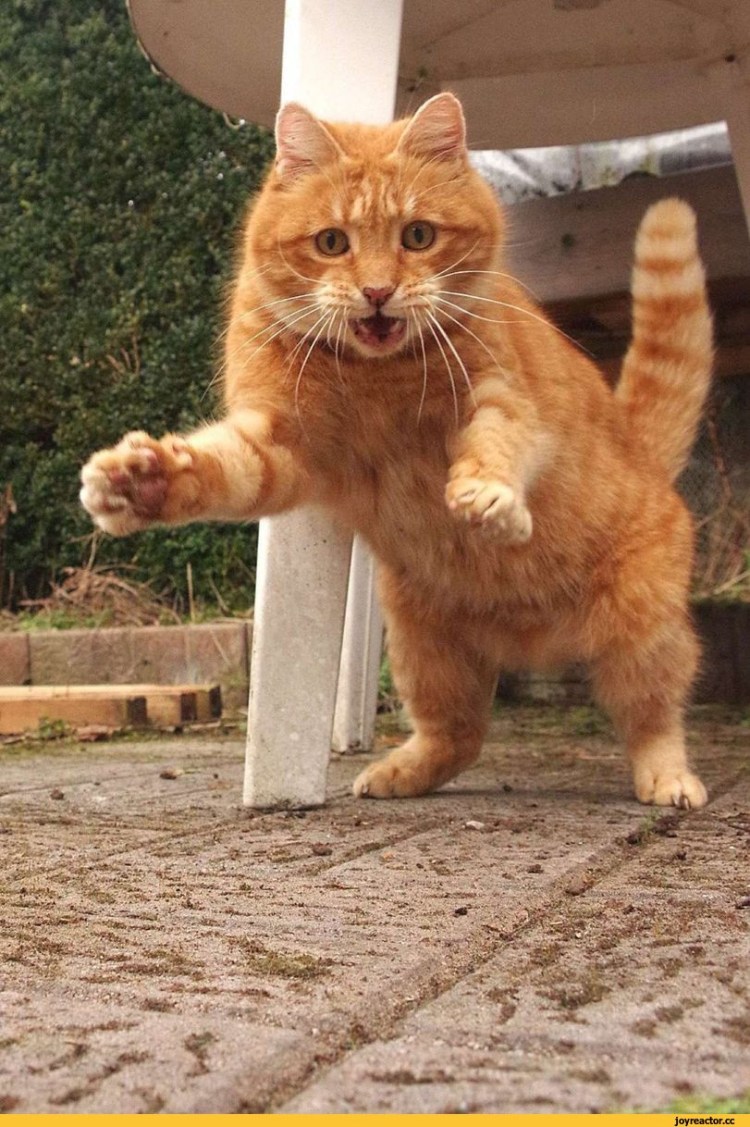 Смешные рыжие коты