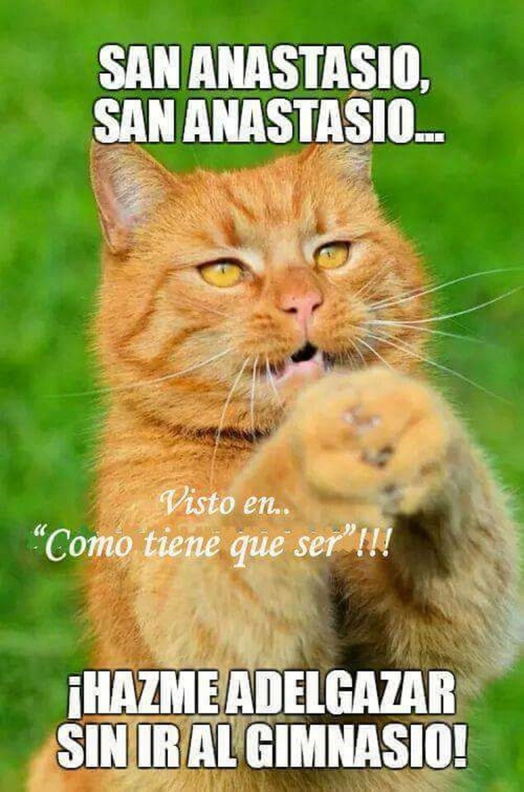 Смешной рыжий кот