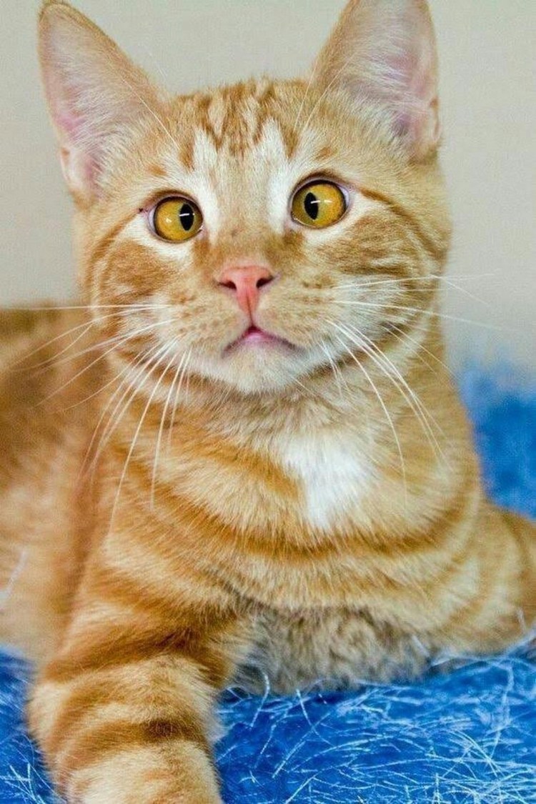 Стеснительный кот