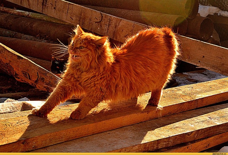 Смешной рыжий кот